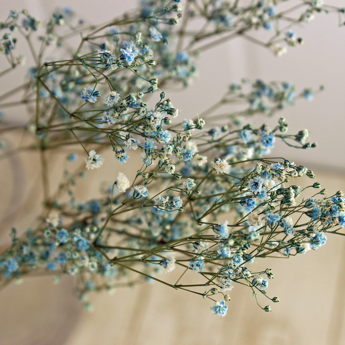 即日☆【ドライ】J・flow/染めカスミ草 空(水色) - 花材通販はなどんや