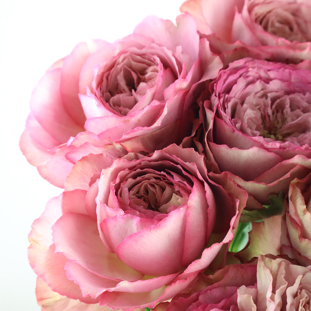 08直前SE】バラ ホールディングハンズ 堀木バラ園 40センチ - 花材通販