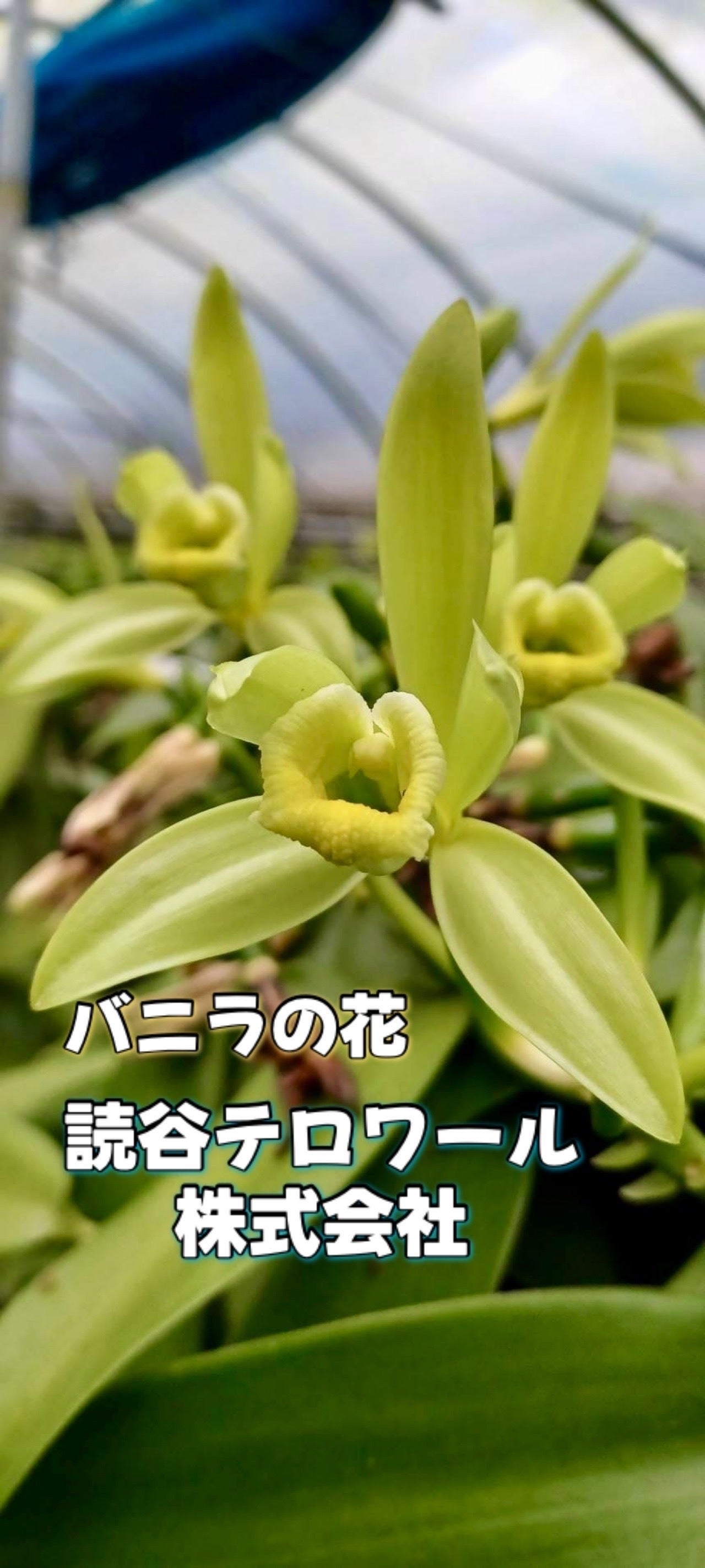 バニラ栽培育成 - CAMPFIRE (キャンプファイヤー)