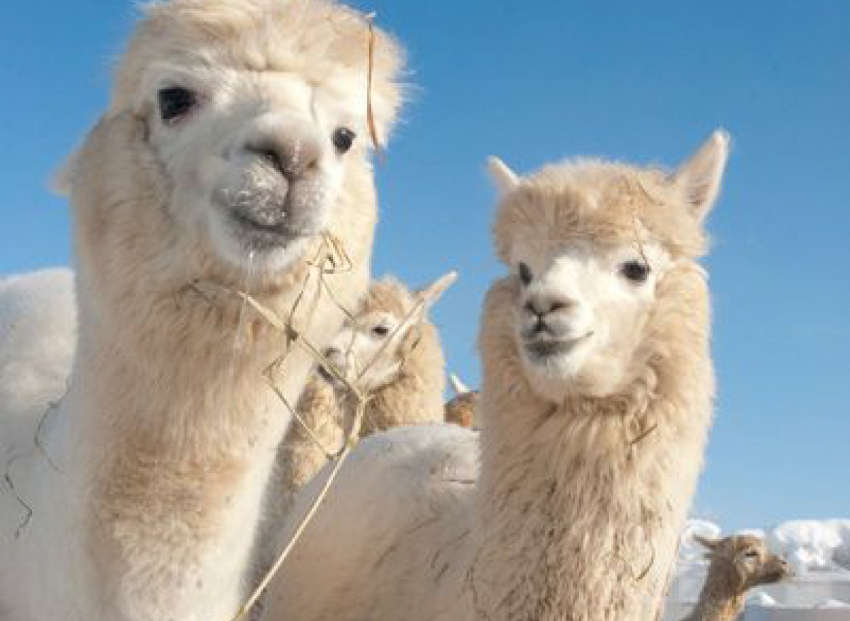 ベビーアルパカを使用した高級ブランケット～冬も暖かく極上のおうち