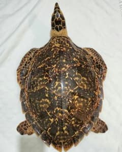 タイマイ ウミガメ剥製 国際希少野生動植物種登録票有 - メルカリ