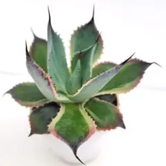 2026年最新】アガベ 鳳凰の人気アイテム - メルカリ