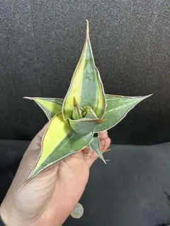 2026年最新】サンセベリア ピングイキュラの人気アイテム - メルカリ