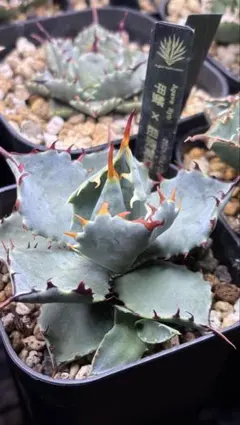 2026年最新】甲蟹 ハイブリッドの人気アイテム - メルカリ