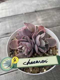 2026年最新】チャザロイの人気アイテム - メルカリ