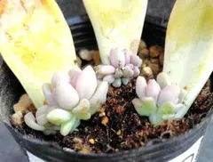 2026年最新】葉挿し 発芽済みの人気アイテム - メルカリ