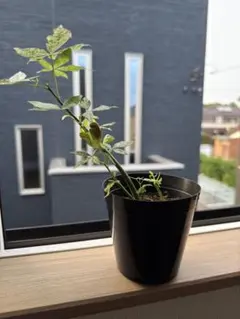 2026年最新】パキラ ミルキーウェイ 実生の人気アイテム - メルカリ