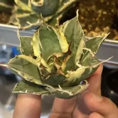 2026年最新】白鯨錦の人気アイテム - メルカリ