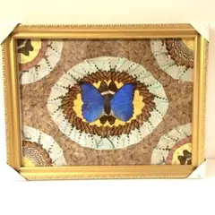 2026年最新】蝶 額 ブラジルの人気アイテム - メルカリ