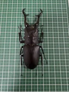 2026年最新】ノコギリクワガタ標本の人気アイテム - メルカリ