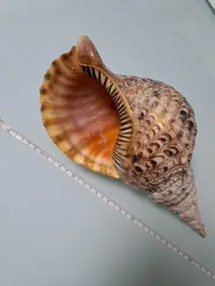 2026年最新】法螺貝標本の人気アイテム - メルカリ