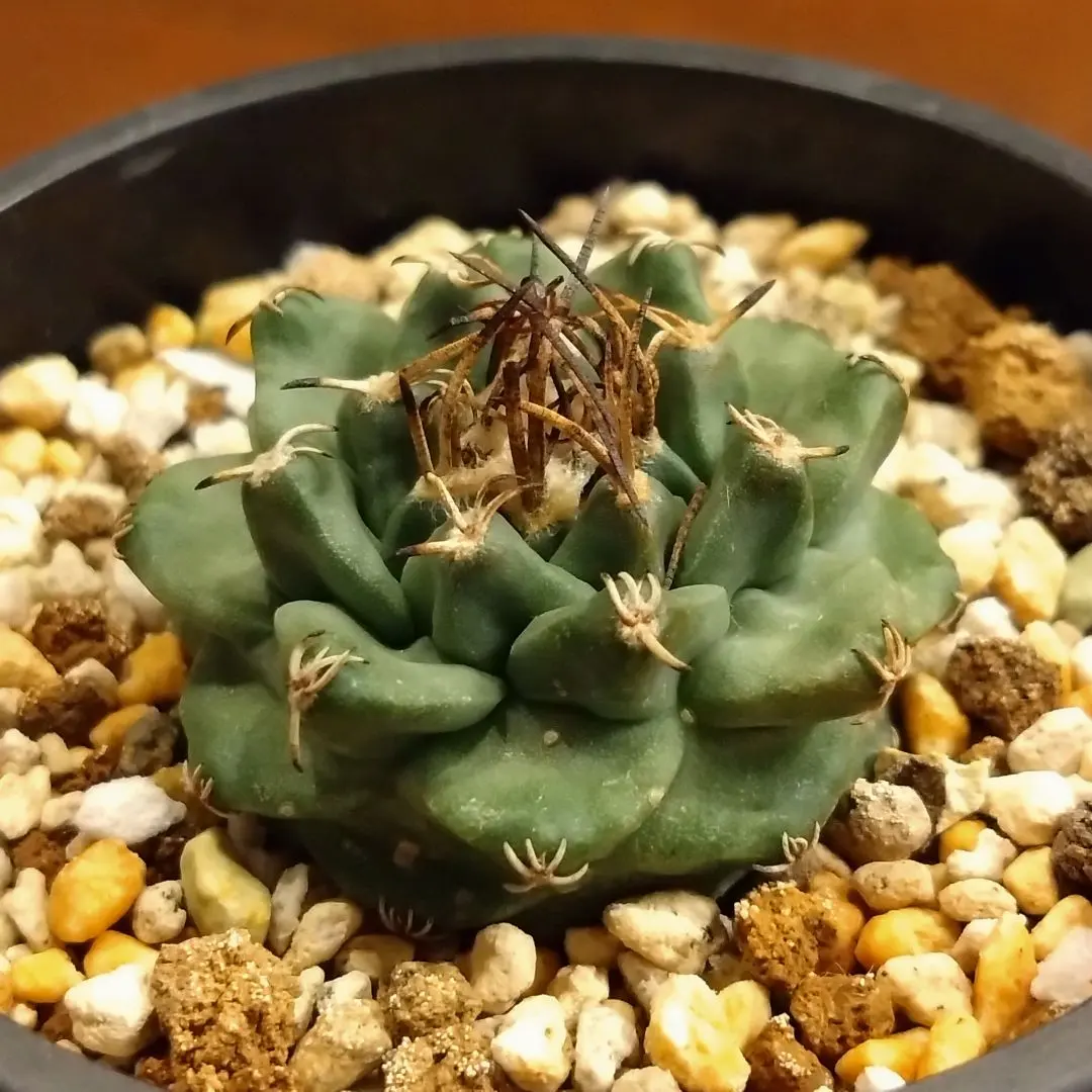 2026年最新】アロンソイの人気アイテム - メルカリ