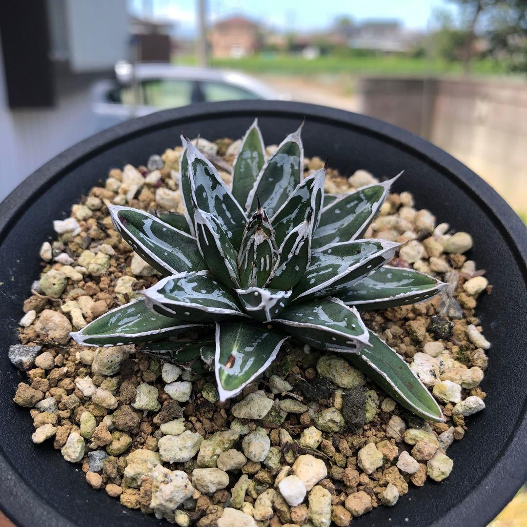 アガベ 笹の雪‼️ 名峰富士 ‼️ 4子株付き（らくらく便付き） - メルカリ