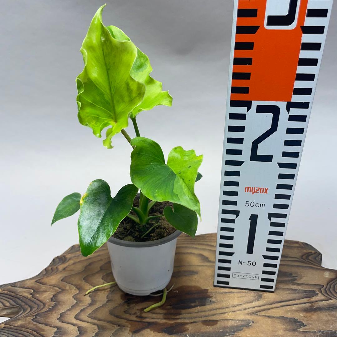 q15フィロデンドロン・セローム・斑入り 希少品種 観葉植物 - メルカリ