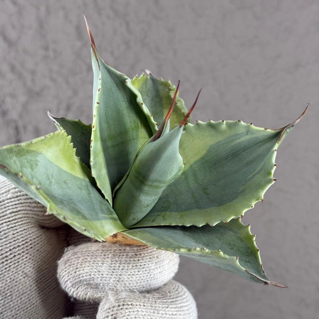 が*ー様 【アガベ オバティフォリア“オルカ”】地植え/-18℃まで/極上　L2