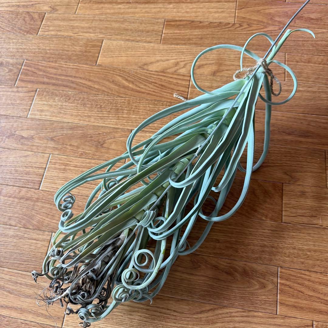 チランジア ドゥラティ 大株 超ロング 希少サイズ 現品 チランジア・ドゥラティー・シックリーフジャイアントクローン T