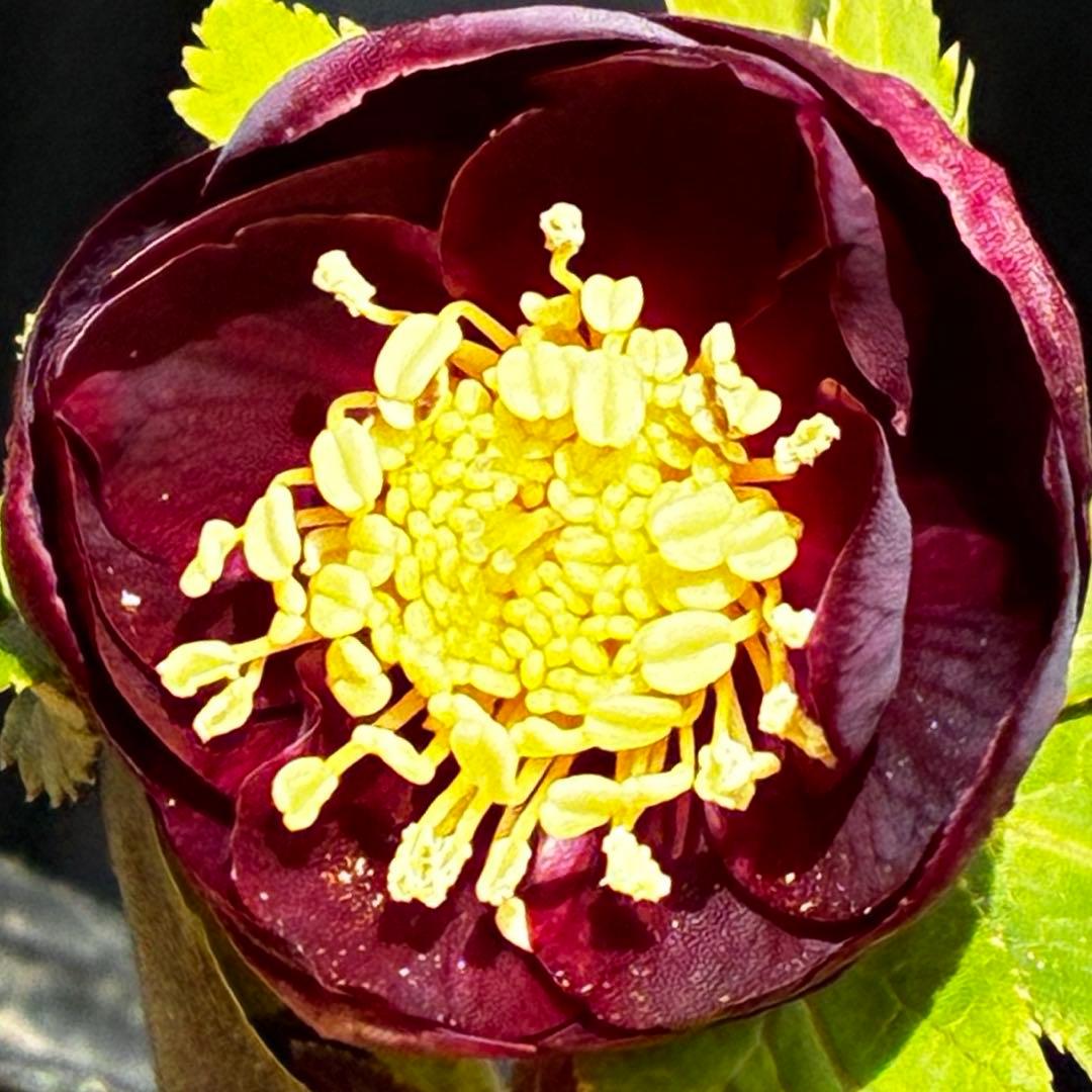 ラ*ク様 3498☘️蕾花付き☘️極上☘️⭐️コロコロ小輪⭐️紅赤オーレア⭐️コ