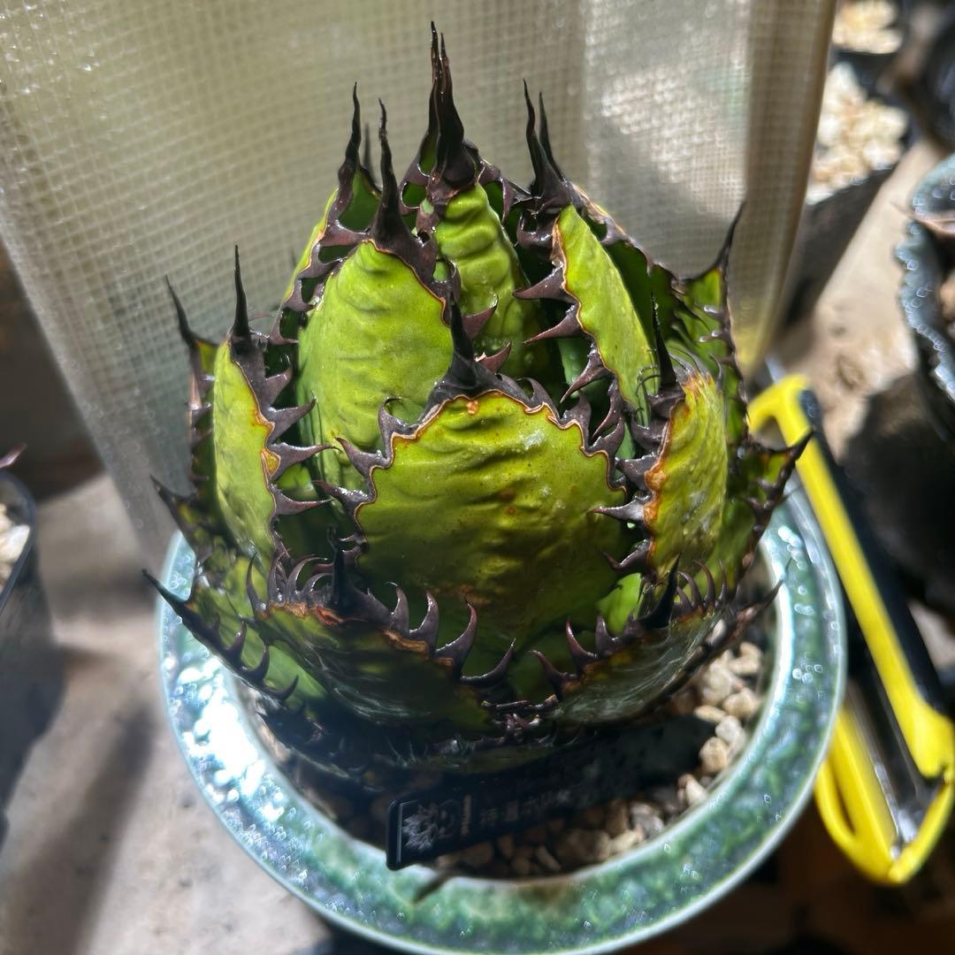 アガベ ホリダ 陽炎 大株 ボールタイプ ドワーフ 特選S級選抜 発根管理