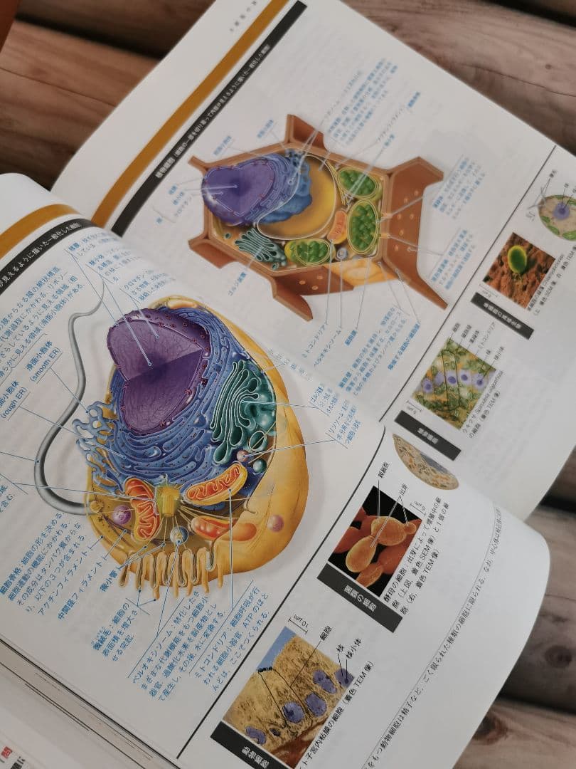 キャンベル生物学 第11版 《美品/書き込み無し》