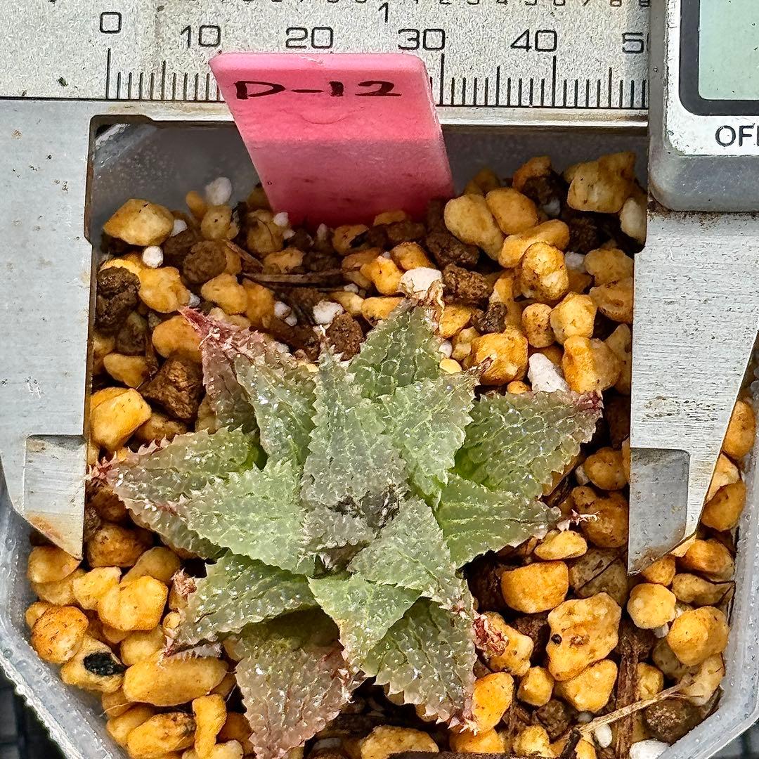 ふ*み様 バブルコレクタ 超美株 ハオルチア 観葉植物 オークション D12