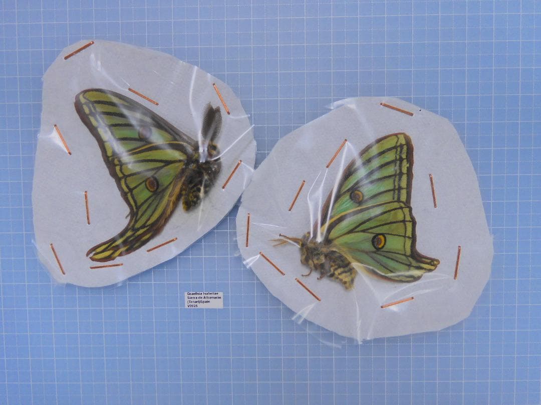 スペイン産　イザベラミズアオ　ペア　A- サアラズ ア・ラ・モード「SAHRA(サアラ)/Sweet Days コーディネイト