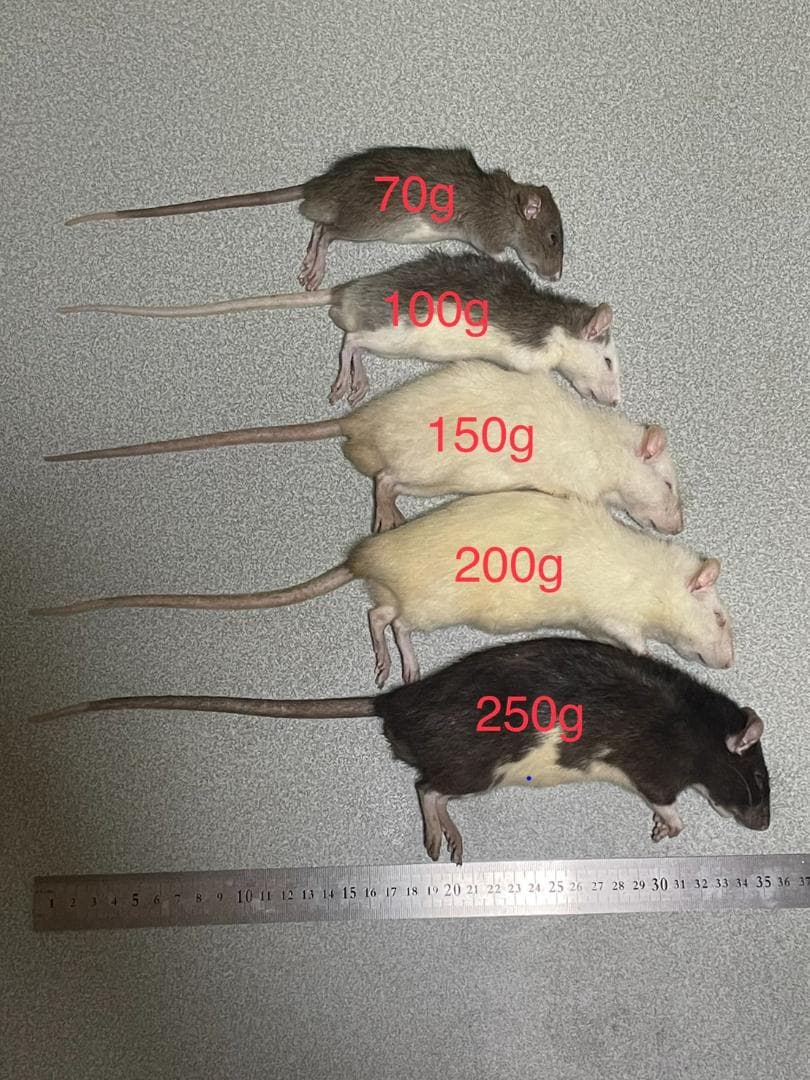 【ポーク】冷凍ラット 国産 冷凍ラット100~110g 5匹セット
