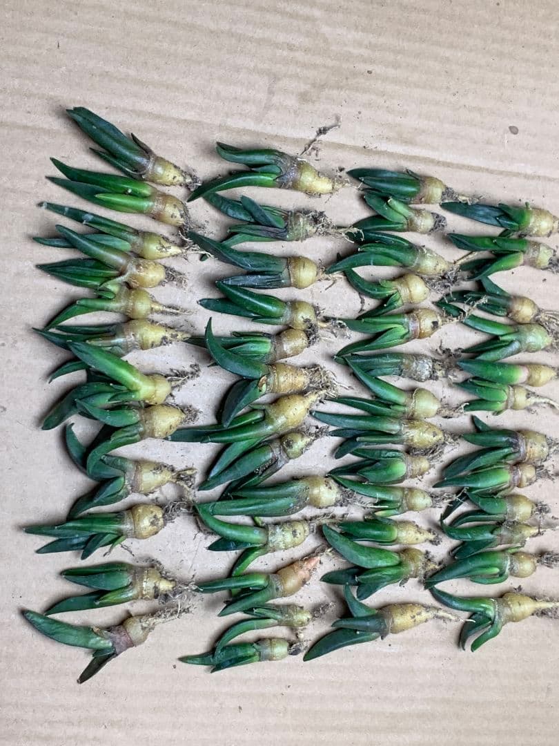 m*o様 TK29 サボテン アリオカルプス 亀甲牡丹ヒントニー 50苗セット