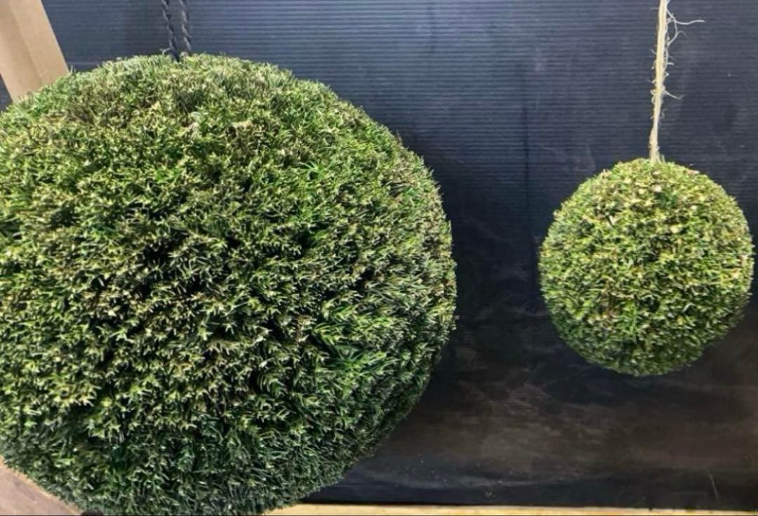 杉玉　約45センチ‼️お客様ご注文品♪