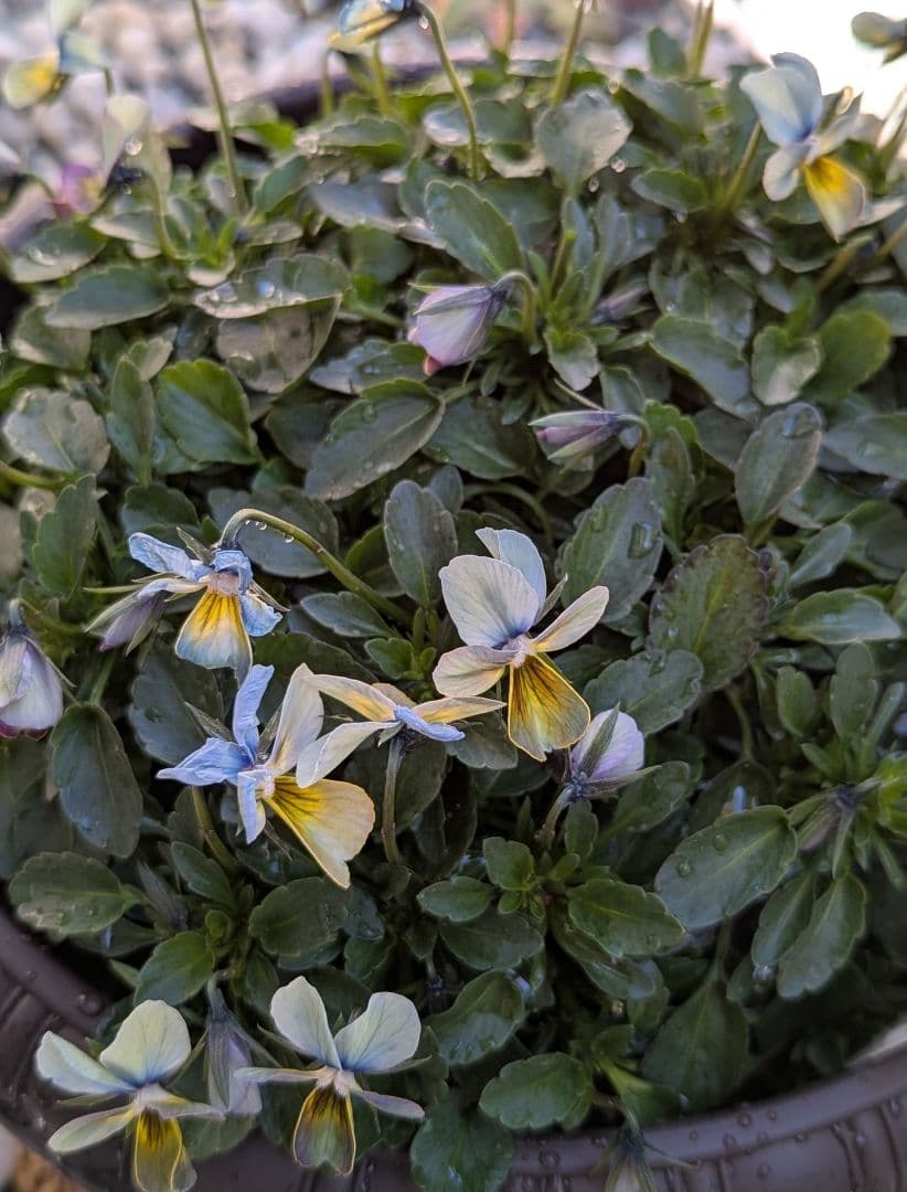 大人気 【すみれ図鑑】 入手困難 ☆鉢ごと発送♪