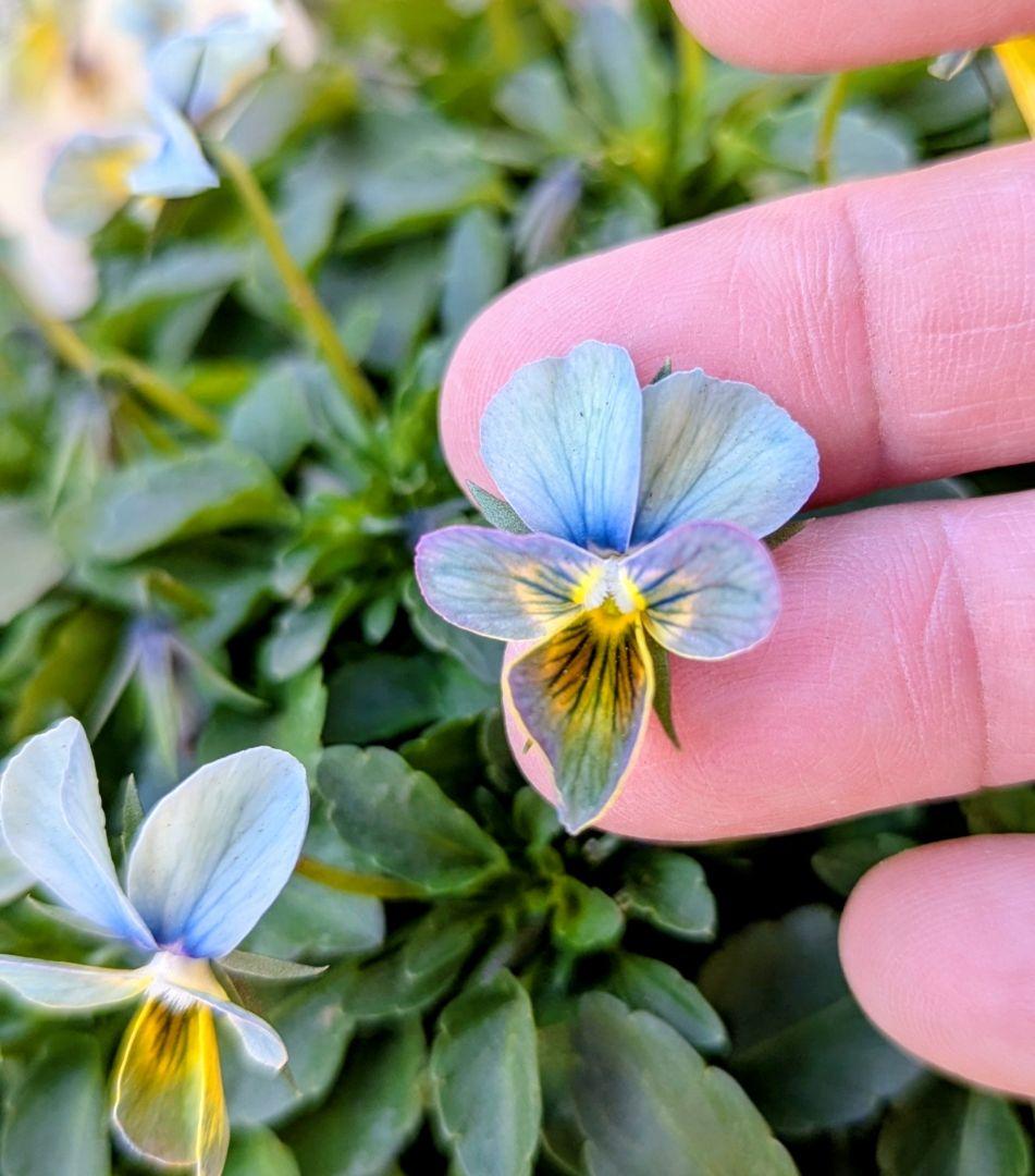 大人気 【すみれ図鑑】 入手困難 ☆鉢ごと発送♪