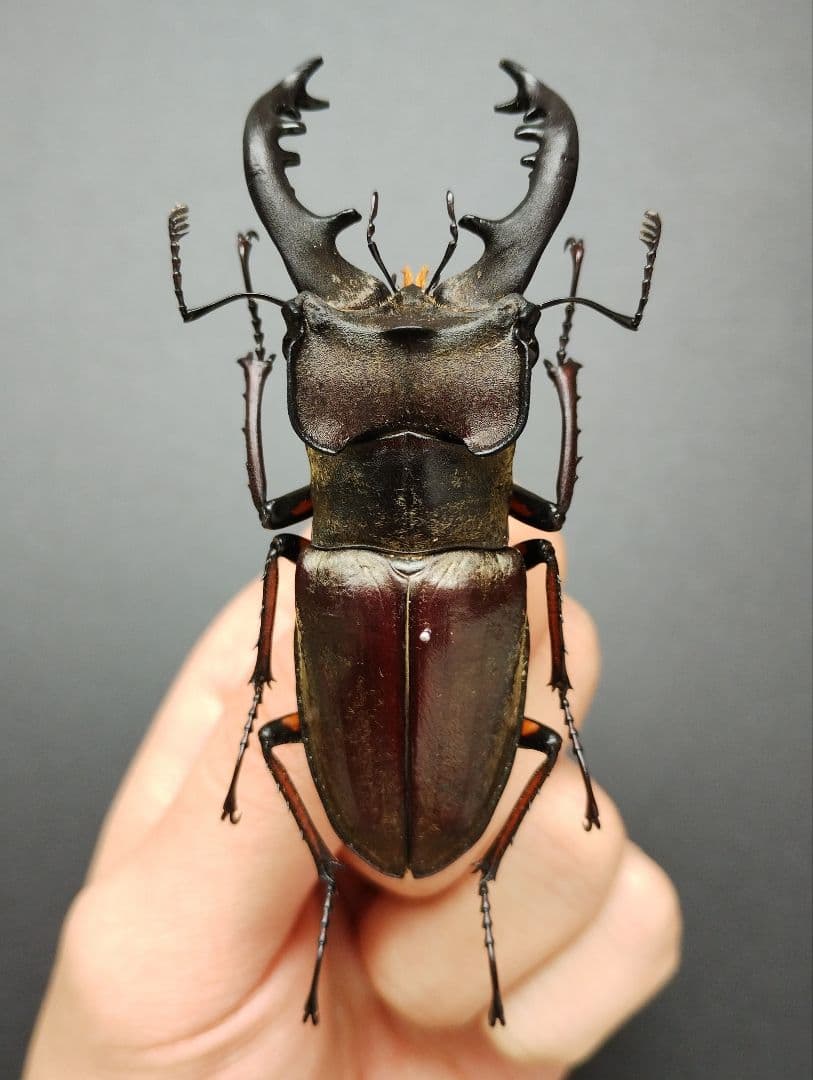 標本】北海道産 ミヤマクワガタ 72mm 基本型 昆虫標本 - メルカリ