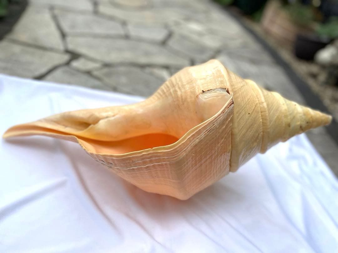 超特大54cm 世界最大級 法螺貝 アラフラオオニシ 修験道 山伏 置物