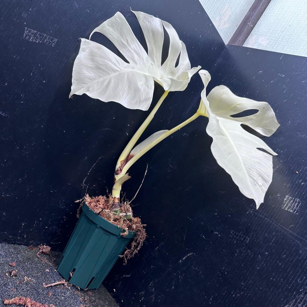 j*8様 斑入りモンステラ極上ホワイトタイガーフルムーン4号鉢植え発根