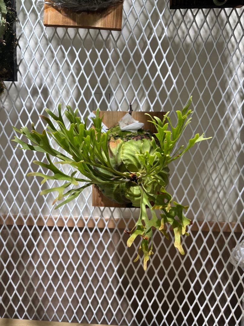 リドレイ　Platycerium ridleyi pakarang 親株サイズ Yahoo!オークション - P. ridleyi 'Pakarang' リドレイ【vandaka】ビカ