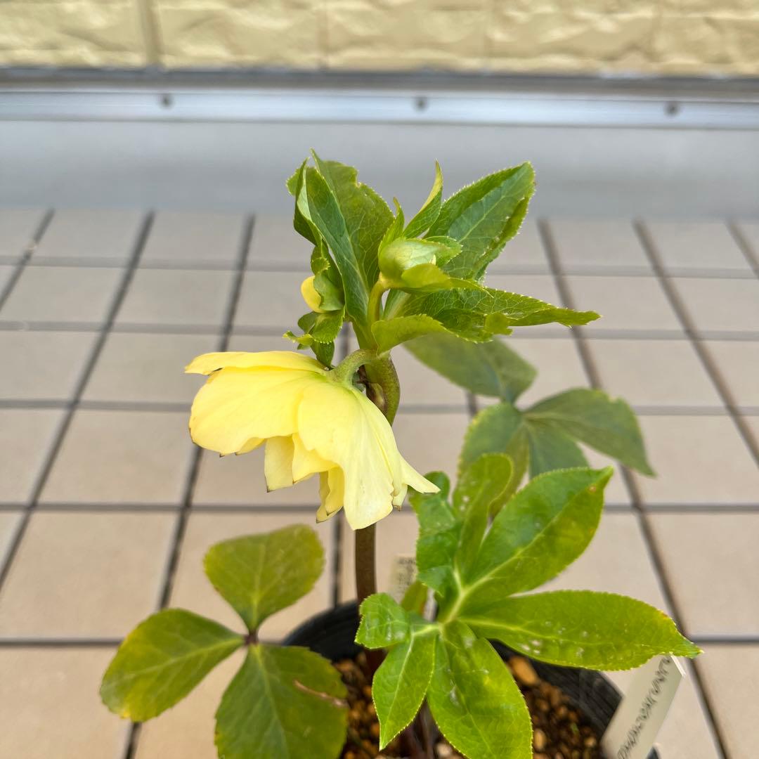 フレグランスタグ付き かぐや姫交配 クリスマスローズ 開花株 加藤農園