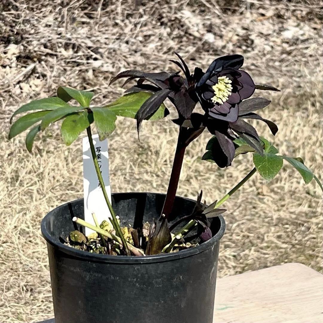 プ*ア様 3489☘️蕾花付き☘️⭐️ダブル⭐️写楽⭐️整形花⭐️艶ピコ⭐️樋口