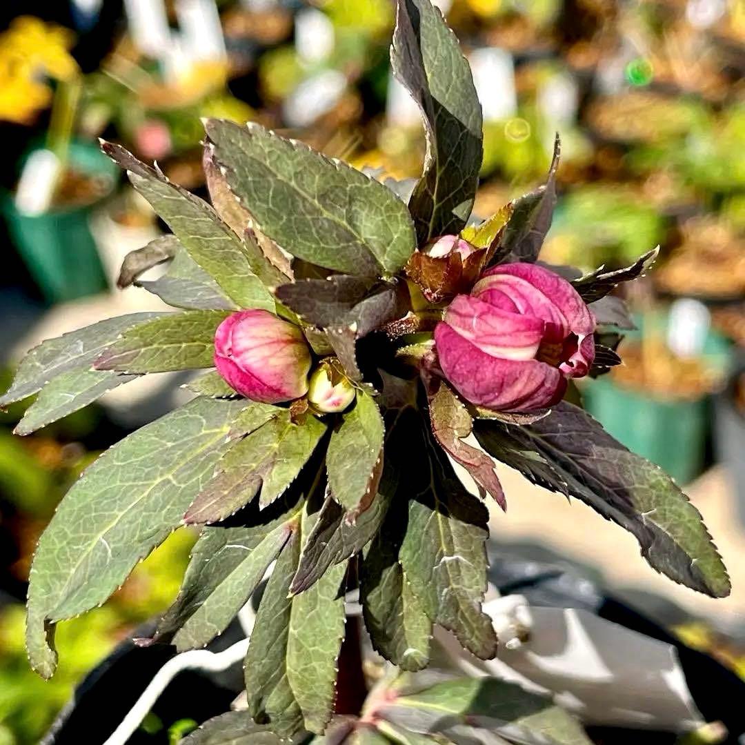 ち*ん様 ☘️ラスト2☘️タグ付き☘️新葉ワサワサ3279⭐️NEW⭐️Choc