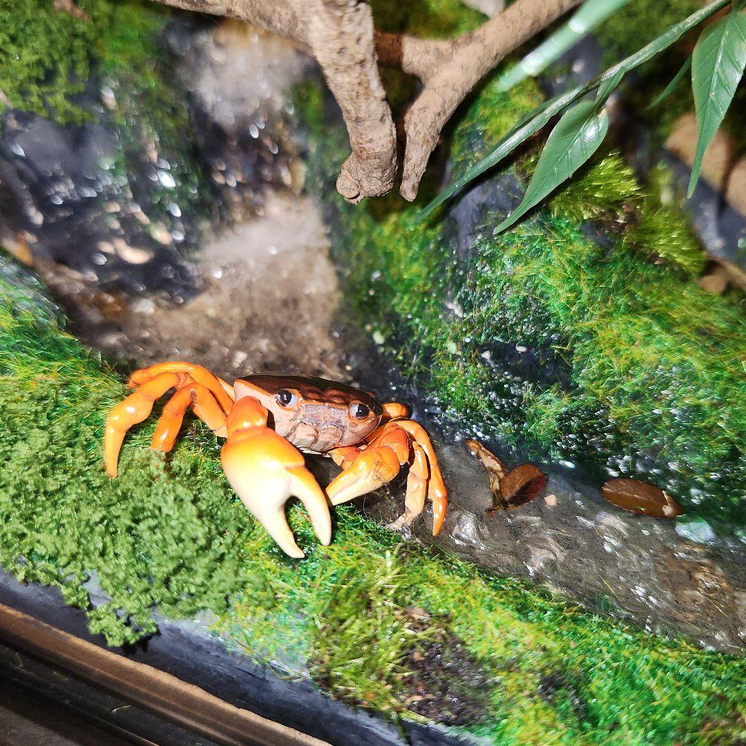 清水焼 徳利 響 ボトルランプ 沢蟹 ジオラマ レジンアート - メルカリ