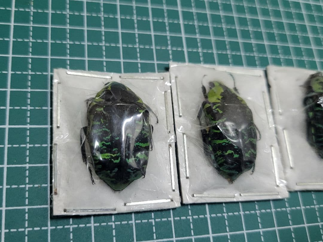 標本。マダガスカルのサザナミマラガシーハナムグリ3頭 - メルカリ