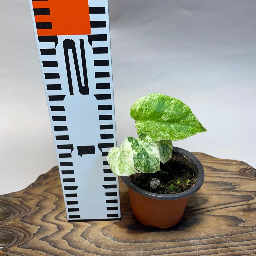 q24モンステラ デリシオーサ レガシー 斑入り - メルカリ