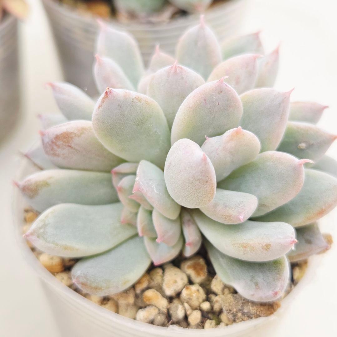 か*え様 ㊲大きめ苗! 桜鬼❣️ちょこん❣️華切子❣️おらいさん発根済 6苗 メ