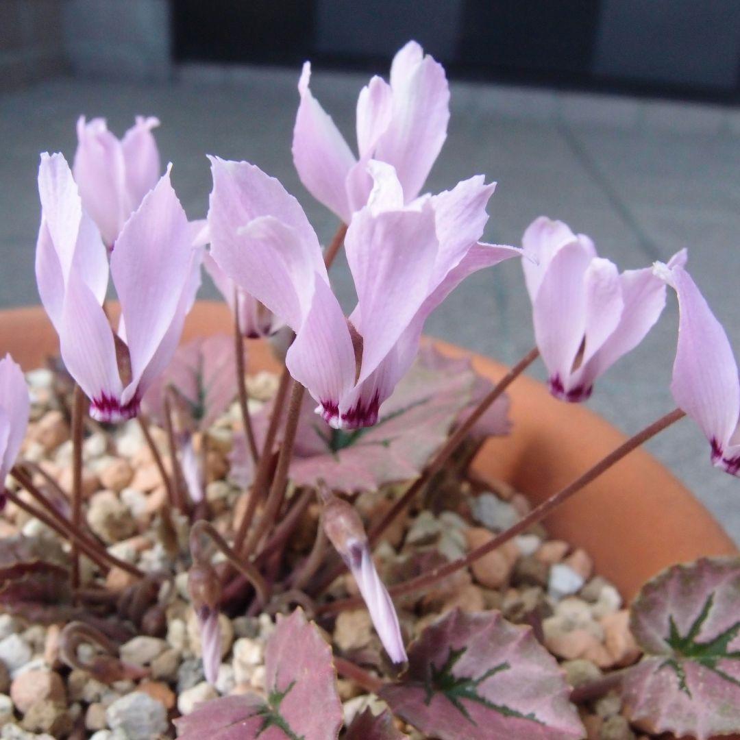 原種シクラメン ミラビレ'タイルバーン・ニコラス' - メルカリ