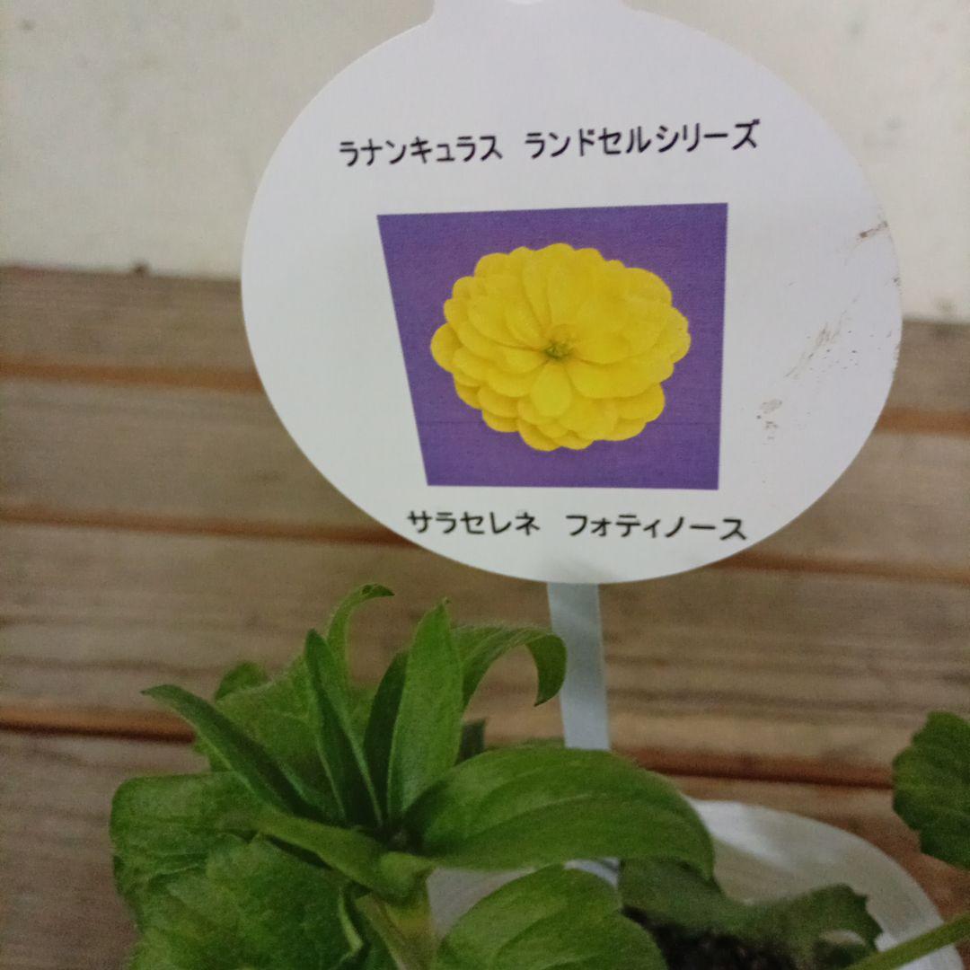 希少種ラナンキュラス 新品種 サラセレネ フォティノース 3.5号苗 2鉢