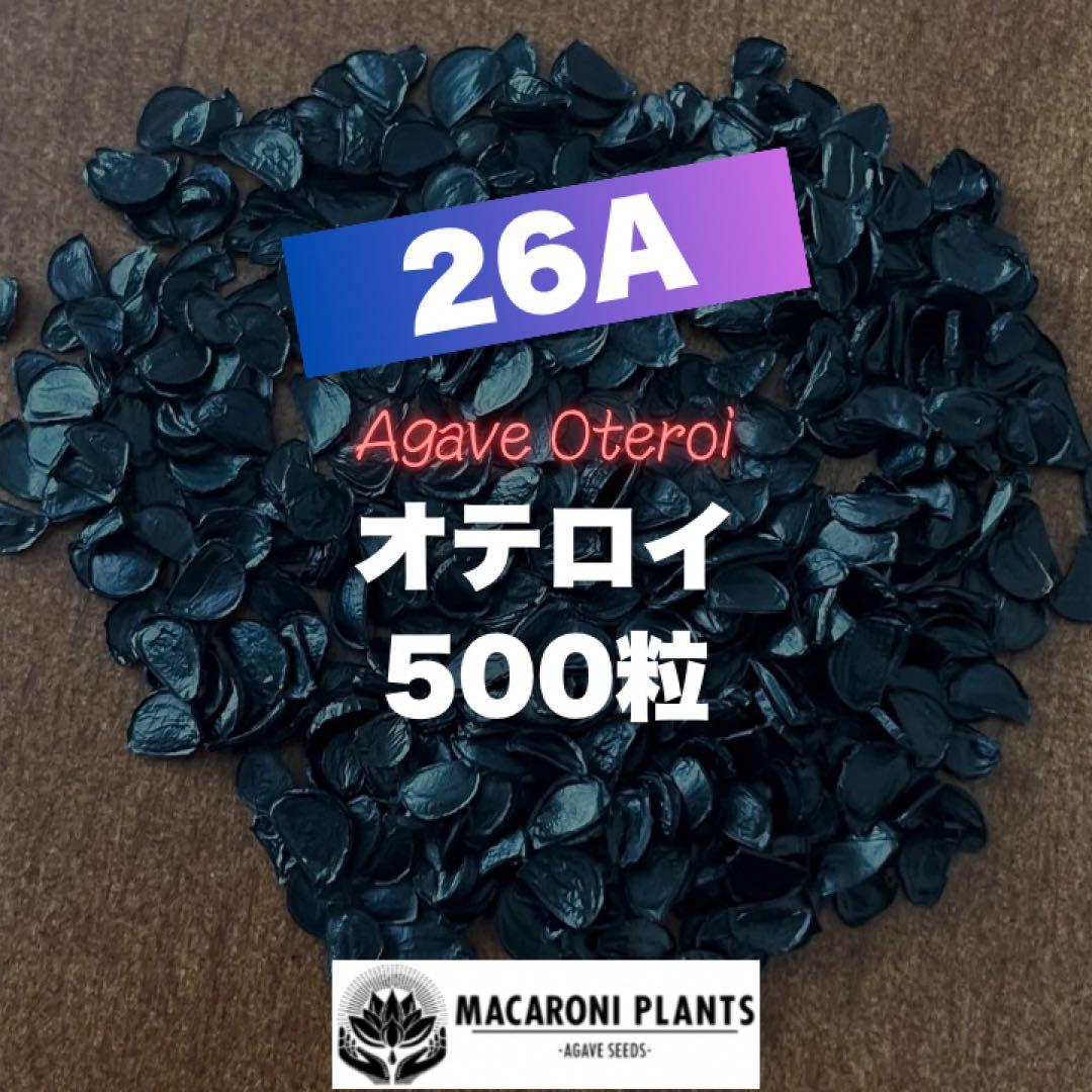 【26A】アガベ オテロイ 種子 500粒 Agave oteroi 26A】アガベ オテロイ 種子 500粒 Agave oteroi アガベの種子 オテロイ