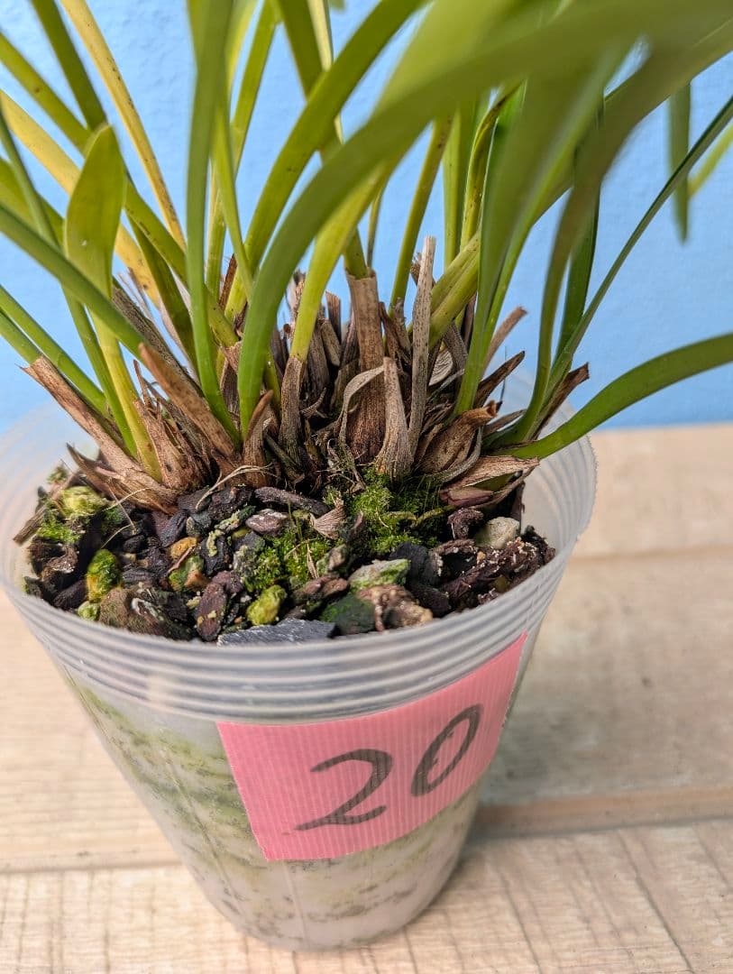 花芽付キンリョウヘン 金稜辺ニホンミツバチ誘引蘭 2鉢+日本蜜蜂蜜蝋