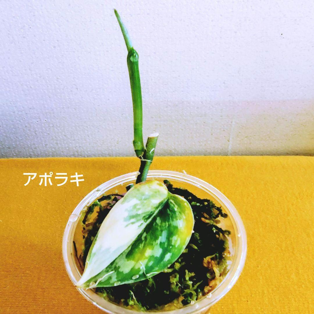 訳あり特価】スキンダプサス 3種セット アポラキ マハリカ ホログラム