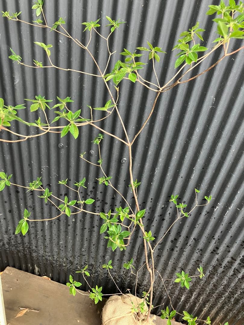 山採り バイカツツジ 3の通販はau PAY マーケット - 輸入雑貨のネット