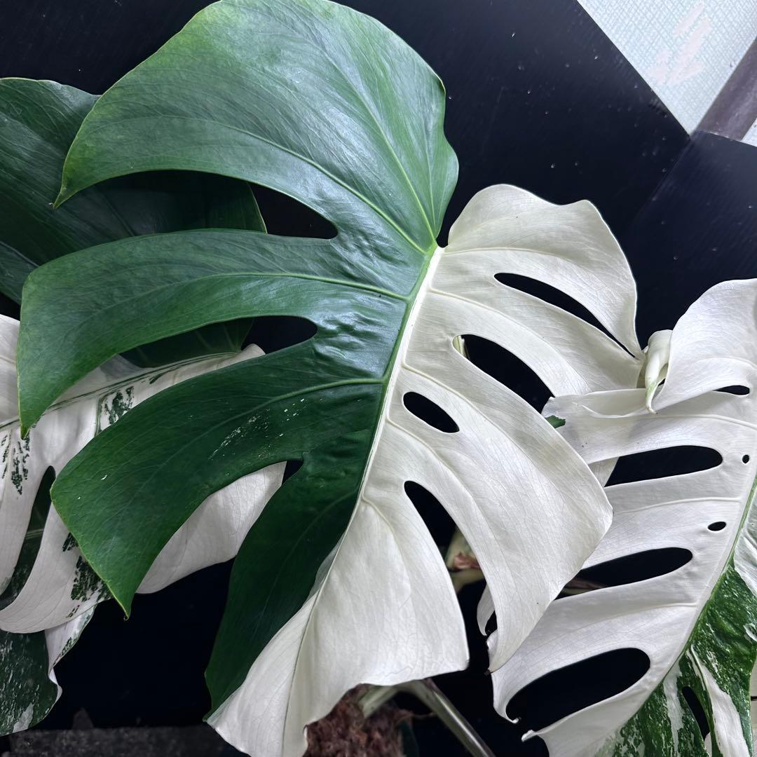 斑入りモンステラ ホワイトタイガー極美大株57cm白斑多 - メルカリ
