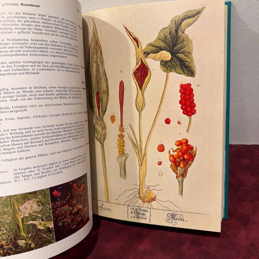 223⑩1980年ドイツ語植物図鑑 洋書古書 ジャンクジャーナル ボタン