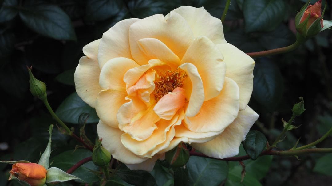 LUMIX G 35-100mm F4.0-5.6 シルバー 望遠ズーム